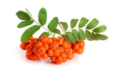 Beyaz arka plan üzerinde izole yaprak ile turuncu rowan