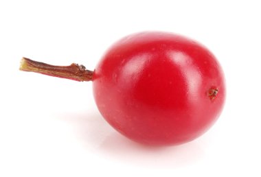 Beyaz arka plan makro'izole kartopu berry