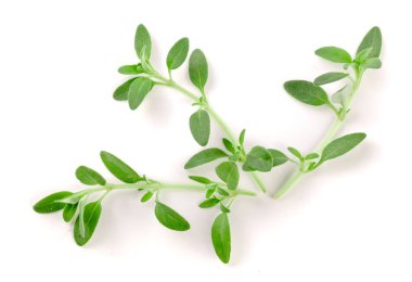 Beyaz arka plan üzerinde izole taze kekik baharat