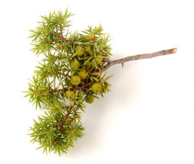 Beyaz arka plan üzerinde izole çilek ile yeşil ardıç şube