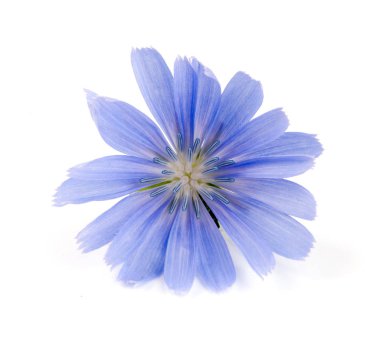 Beyaz arka plan makro'izole hindiba çiçek