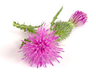 Beyaz arka plan makro'izole çiçek thistle