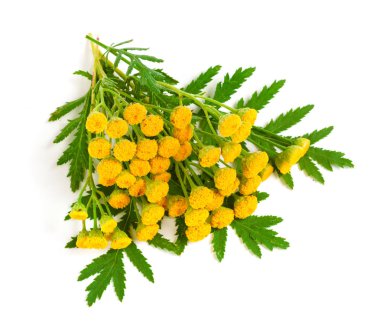 Beyaz bir arka plan üzerinde izole yaprak ile solucan otu. Tıbbi bitki