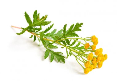 Beyaz bir arka plan üzerinde izole yaprak ile solucan otu. Tıbbi bitki