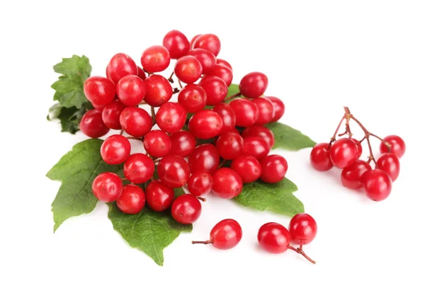 Viburnum berries with leaves isolated on white background — Stock Photo, Image