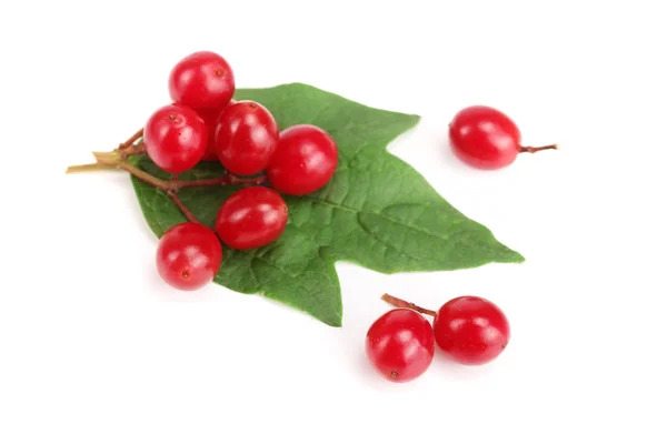 Viburnum-Beeren mit isolierten Blättern auf weißem Hintergrund — Stockfoto