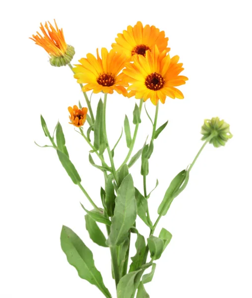 Calendula officinalis. Flor de calêndula com folha isolada no fundo branco — Fotografia de Stock