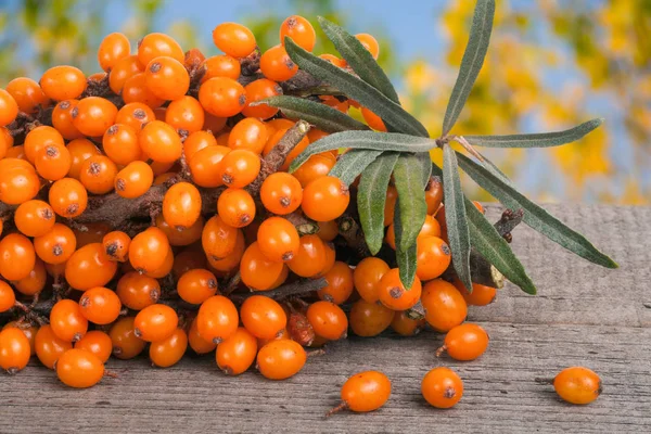 Sanddornzweig auf einem Holztisch mit verschwommenem Gartenhintergrund — Stockfoto