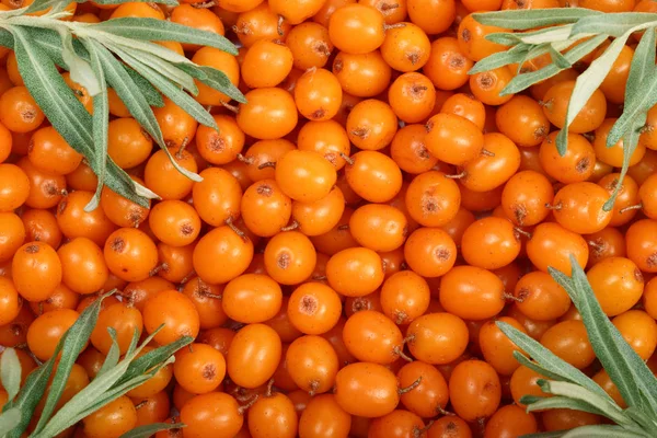 Deniz topalak. Arka plan yaprakları ile olgun taze çilek. Üstten Görünüm