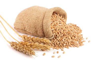 buğday Başak ve buğday tahıl beyaz arka plan üzerinde izole çuval bezi çanta