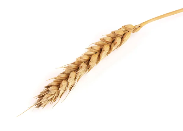 Вуха пшениці ізольовані на білому тлі. Вид зверху — стокове фото