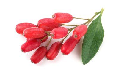 Beyaz bir arka plan üzerinde izole yaprakları ile taze kızamık dal