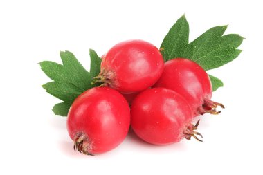 Hawthorn berry izole beyaz arka plan yakın çekim yaprak ile