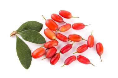 Beyaz bir arka plan üzerinde izole yaprakları ile taze kızamık. Üstten Görünüm