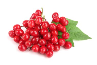 Beyaz arkaplanda yaprakları olan viburnum üzümü