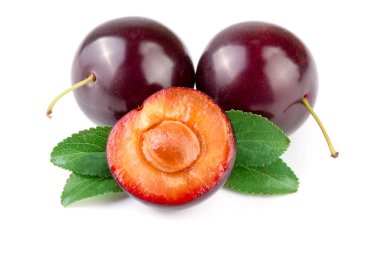 Mor Erik yarısı beyaz arka plan üzerinde izole yaprakları ile sona