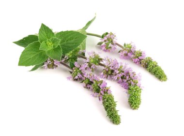 Taze nane ot çiçekli beyaz arka plan üzerinde izole