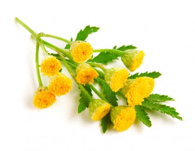 Beyaz bir arka plan üzerinde izole yaprak ile solucan otu. Tıbbi bitki