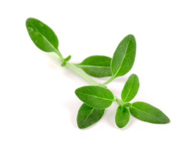 Beyaz arka plan üzerinde izole taze kekik baharat