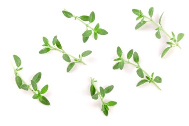 Beyaz arka plan üzerinde izole taze kekik baharat