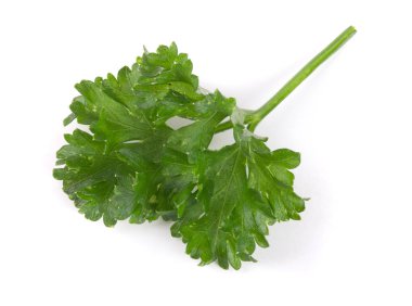 Beyaz bir arka plan üzerinde izole kıvırcık maydanoz