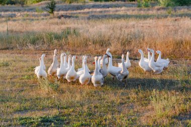 Yaz alanında çimenlerin üzerinde günbatımında otlatma kaz sürüsü