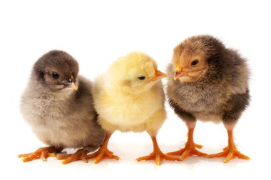 Beyaz arka plan üzerinde izole üç küçük tavuk