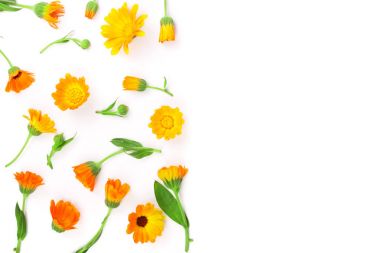 Calendula. Marigold çiçeği beyaz arkaplanda izole edilmiş ve metin için kopyalama alanı var. Üst görünüm