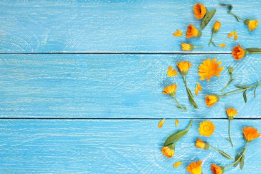 Calendula. Kadife çiçeği çiçek kopya alanı metni mavi ahşap zemin üzerine. Üstten Görünüm