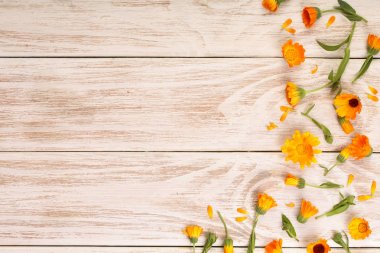 Calendula. Kadife çiçeği çiçek kopya alanı metni mavi beyaz zemin üzerine. Üstten Görünüm