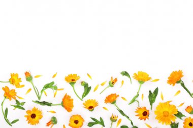 Calendula çerçevesinde. Beyaz arka plan üzerinde izole kadife çiçeği çiçek. Metniniz için kopya alanı ile köşe. Üstten Görünüm