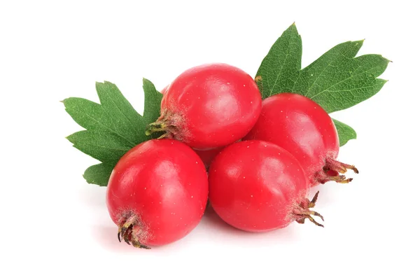 Hawthorn berry med leaf isolerad på vit bakgrund närbild — Stockfoto