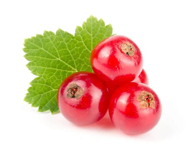 Grosella roja con hoja aislada sobre fondo blanco macro —  Fotos de Stock