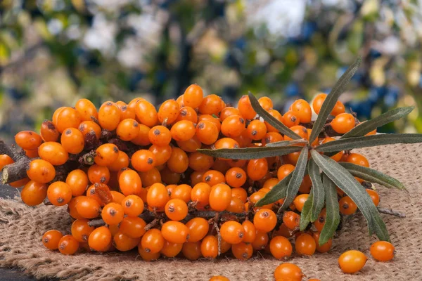 Sanddornzweig auf einem Holztisch mit verschwommenem Gartenhintergrund — Stockfoto