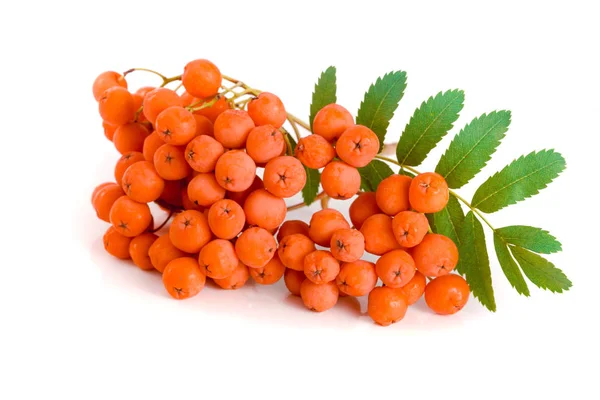 Rowan naranja con hoja aislada sobre fondo blanco — Foto de Stock