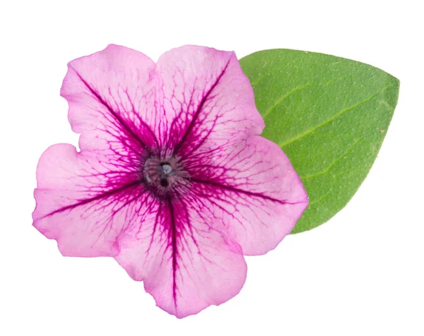 Flor rosa de petunia con hojas verdes aisladas sobre fondo blanco — Foto de Stock