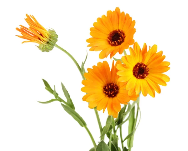 Calendula officinalis. Marigold flower with leaf isolated on white background — Stock Photo, Image