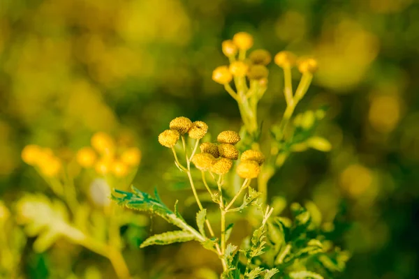 Желтые цветы из обыкновенной душицы, Tanacetum vulgare — стоковое фото