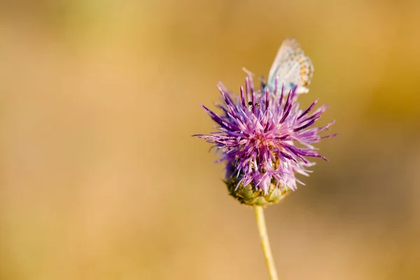 Mariposa en flor de cardo en flor en el campo — Foto de Stock