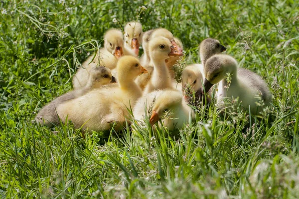 Um bando de pequenos gansos pastando na grama verde — Fotografia de Stock
