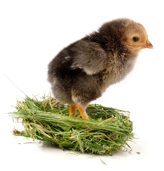 Kurczak dziecka w gnieździe na białym tle — Zdjęcie stockowe
