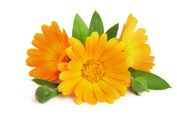 Calendula. Marigold flower with leaf isolated on white background — Stock Photo, Image