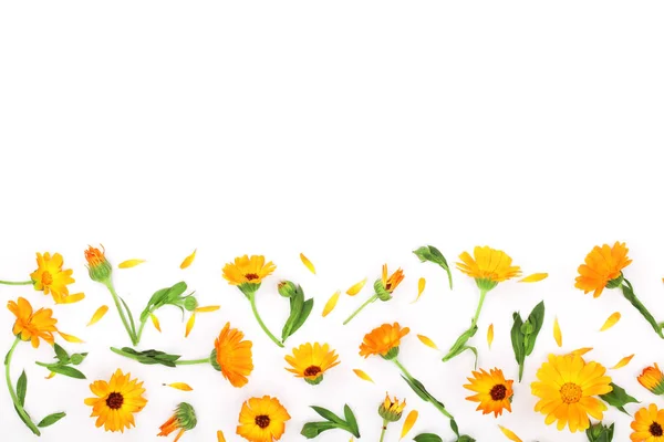Frame van Calendula. Goudsbloem bloem geïsoleerd op een witte achtergrond. Hoek met kopie ruimte voor uw tekst. Bovenaanzicht — Stockfoto