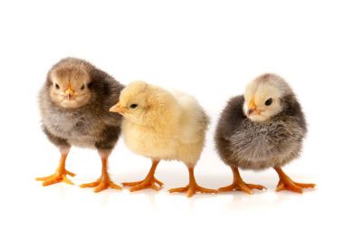 Beyaz arka plan üzerinde izole üç küçük tavuk