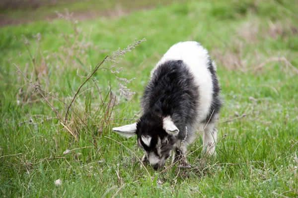 한 작은 아이 염소 잔디에 방목 — 스톡 사진