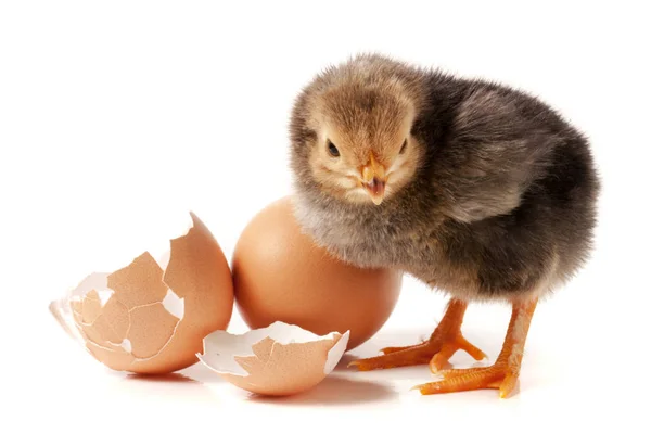 Mignon petit poulet avec oeuf isolé sur fond blanc — Photo