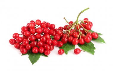 Beyaz arkaplanda yaprakları olan viburnum üzümü