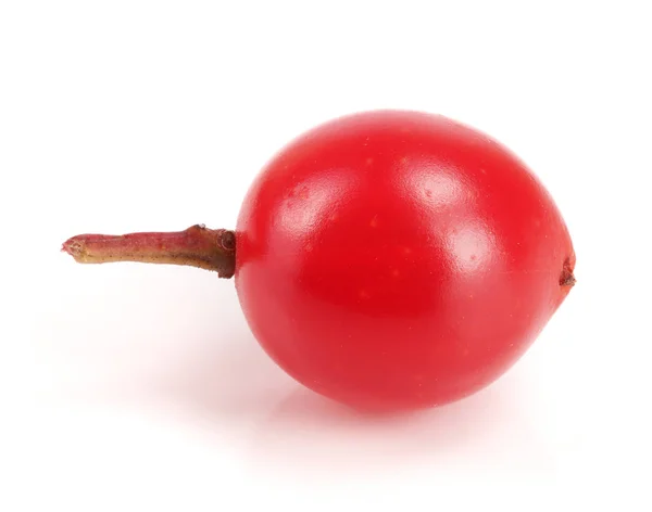 Viburnum berry isoliert auf weißem Hintergrund Makro — Stockfoto