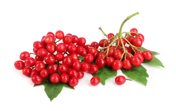 Viburnum baies avec des feuilles isolées sur fond blanc — Photo