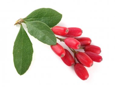 Beyaz bir arka plan üzerinde izole yaprakları ile taze kızamık dal